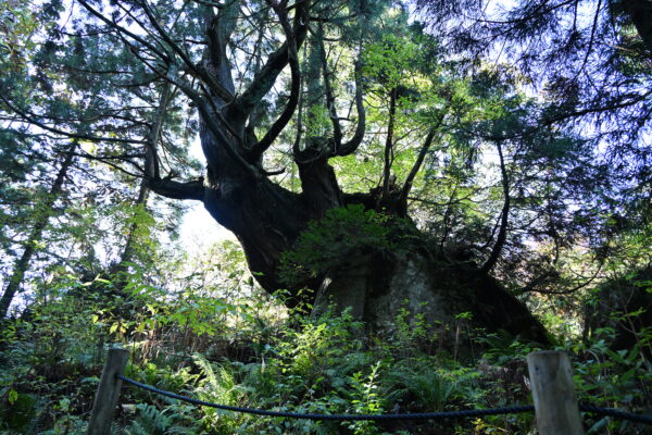 魚津の秘境”洞杉・洞杉群”に潜入。特異な地形と厳しい自然が生み出した圧巻の巨木　　　