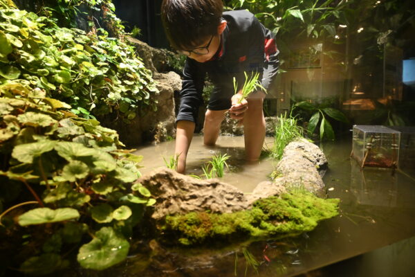 【うおすい速報②】水槽の中で田植え!? 魚津水族館でサポーター11人が生き物観察やコメ作り学ぶ
