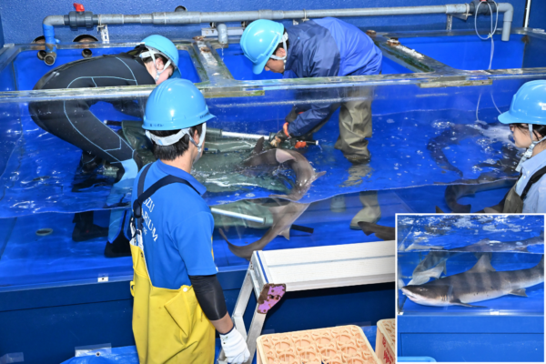 【うおすい速報①】大型のドチザメ3匹、石川・「のとじま水族館」へ引っ越し　魚津水族館