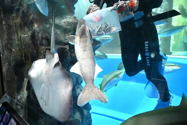 【魚津水族館】ナガコバンの〝バンちゃん〟回想記～ちょっとだらしなくて賢い水族館のアイドルが旅立ちました～