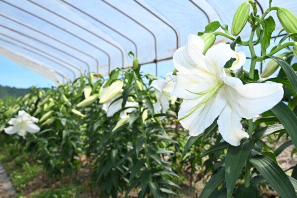 大輪で華やかなユリ「カサブランカ」が開花！魚津市長引野の「百合見本園」