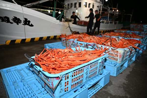 魚津港で紅ズワイガニが今シーズン初水揚げ。初日はカニ籠船3隻合計で2.7トン以上